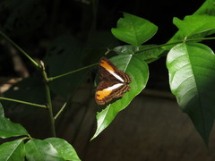 Adelpha cocala cocala