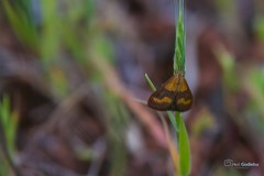Pyrausta neglectalis