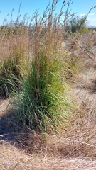 Cymbopogon marginatus