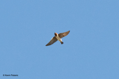 Petrochelidon pyrrhonota