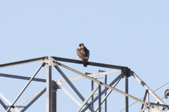 Buteo jamaicensis