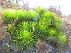 Agave stricta