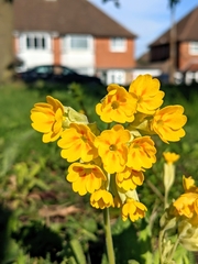 Primula veris