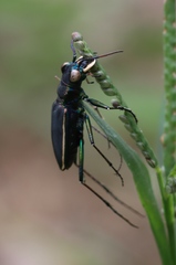 Cicindela cincta