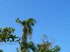 Bactris gasipaes chichagui