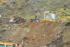 Daptrius albogularis