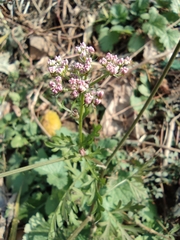 Cnidium monnieri