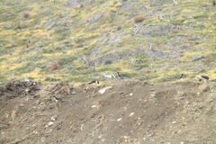 Daptrius albogularis