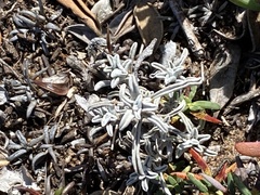 Helichrysum cochleariforme