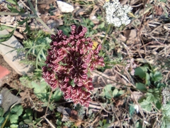 Cnidium monnieri