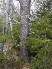 Pinus banksiana image