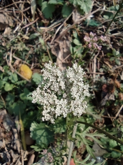 Cnidium monnieri