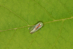 Viridicerus ustulatus