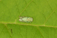 Viridicerus ustulatus