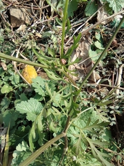 Cnidium monnieri