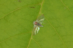 Viridicerus ustulatus