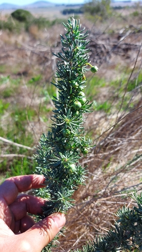 Image of Lycium afrum by (c) Jacques van der Merwe, some rights reserved (CC BY-SA)