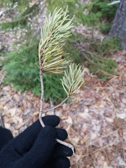 Pinus banksiana image