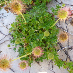 Acaena pallida