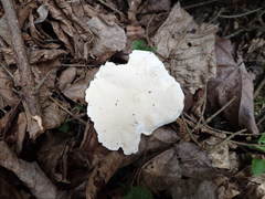 Heterobasidion parviporum