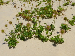Acaena pallida