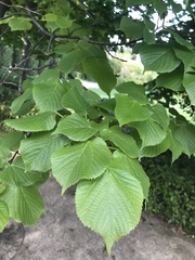 Tilia