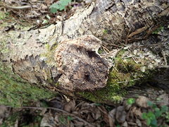 Heterobasidion parviporum