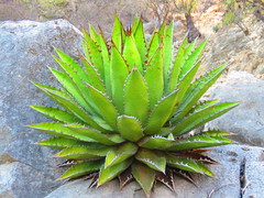 Agave ghiesbreghtii