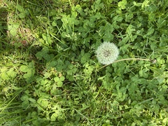 Taraxacum