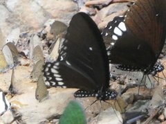 Papilio castor