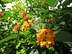 Lantana camara