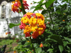 Lantana camara