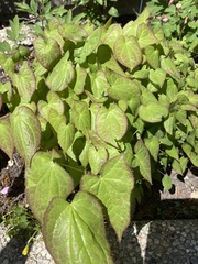Epimedium pinnatum