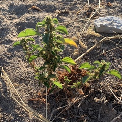Amaranthus thunbergii