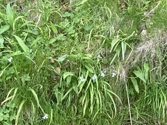 Allium triquetrum