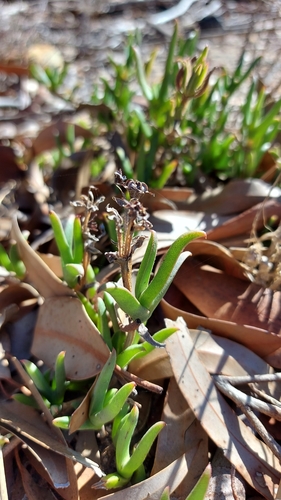Image of Ruschia geminiflora by (c) Jacques van der Merwe, some rights reserved (CC BY-SA)