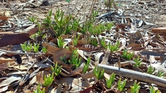 Ruschia geminiflora
