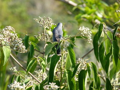 Schistochlamys melanopis