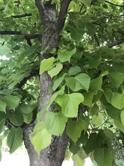 Tilia
