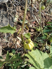 Physalis angulata