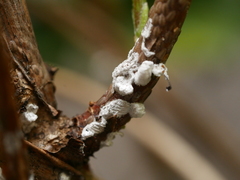 Pulvinaria hydrangeae