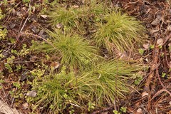 Carex pediformis