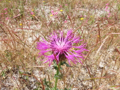 Centaurea polyacantha