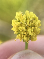 Lomatium bradshawii