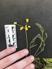 Lomatium bradshawii