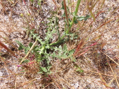 Centaurea polyacantha