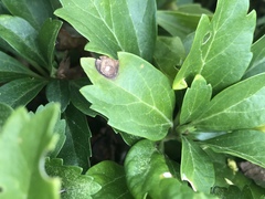 Volutella pachysandrae