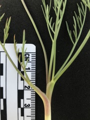 Lomatium bradshawii