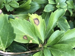 Volutella pachysandrae