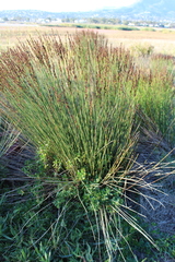 Elegia tectorum